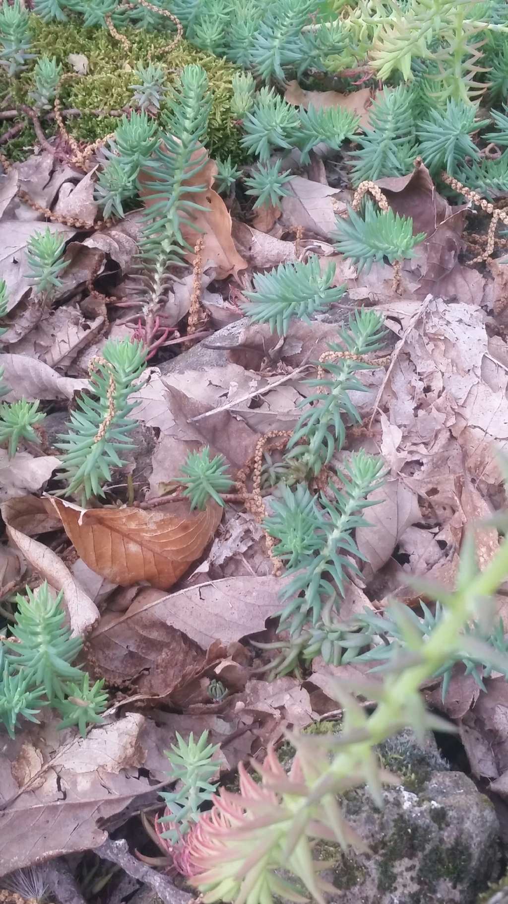 Sedum rupestre (Crassulaceae)